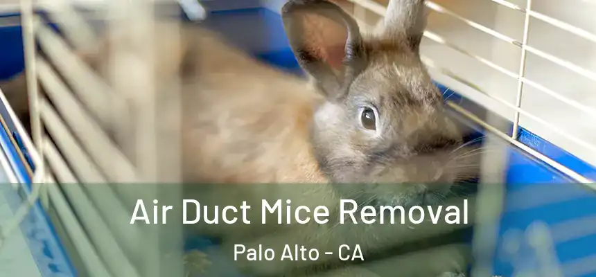 Air Duct Mice Removal Palo Alto - CA